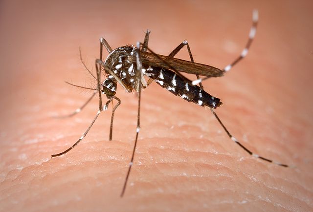 Foto di una zanzara tigre, nome scientifico Aedes Albopictus, mentre punge