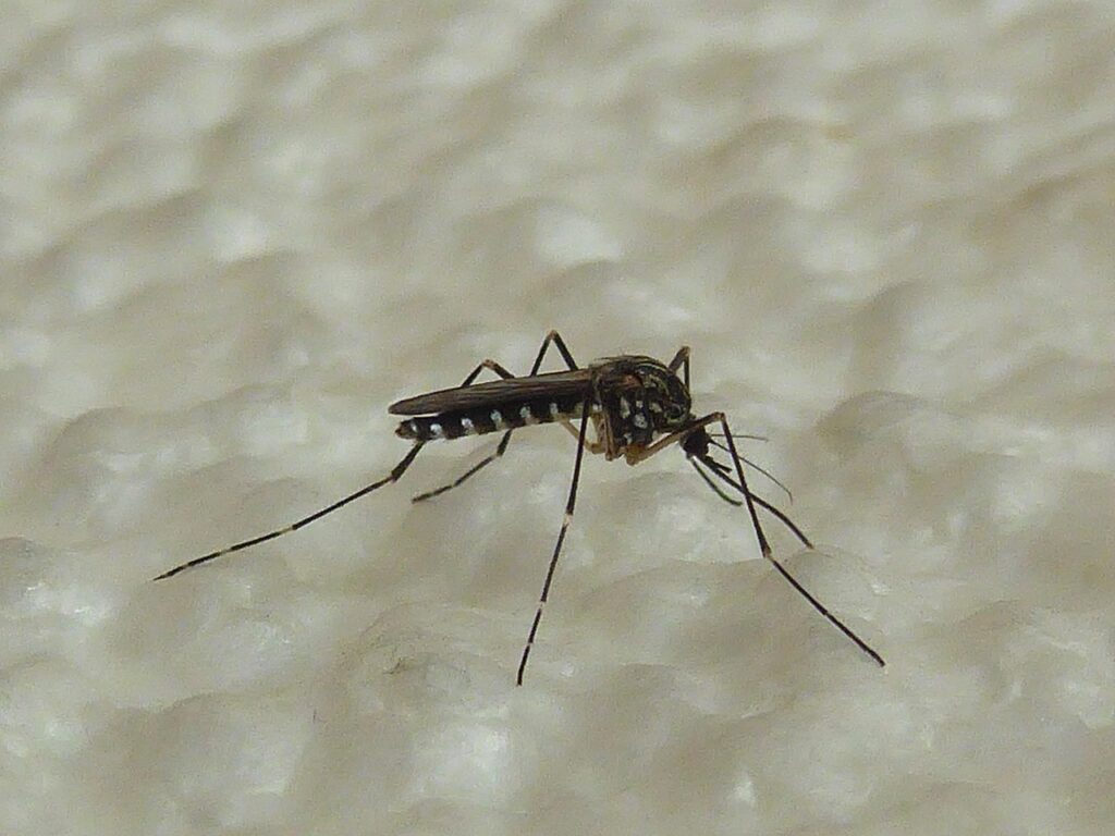 Zanzara che resiste al freddo