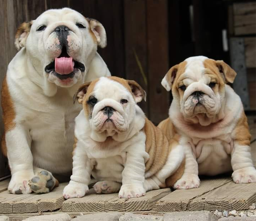 Bulldog inglesi