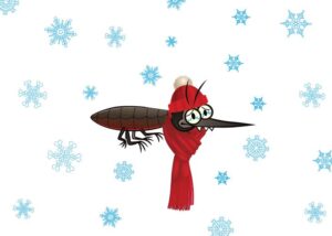 Where do mosquitoes go in winter time?