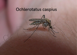 Ochlerotatus caspius, la zanzara delle risaie