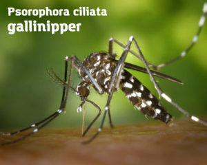 Zanzare giganti: Psorophora ciliata