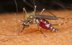 Zanzare delle acque alluvionali: Aedes Vexans