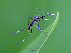 Toxorhynchites, la zanzara più grande del mondo