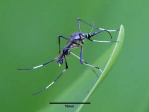 Toxorhynchites, la zanzara più grande del mondo