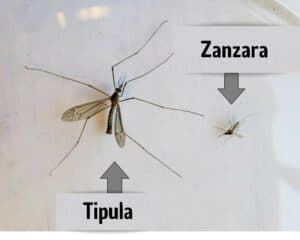 Zanzara gigante?  É solo una Tipula