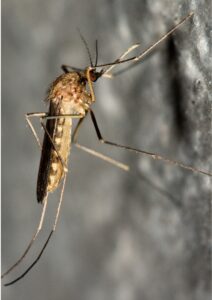 Zanzare in Autunno? Si tratta di Culiseta