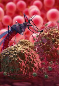 Malaria, sintomi, cura