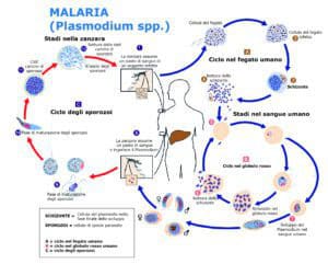 Malaria e zanzara Anopheles